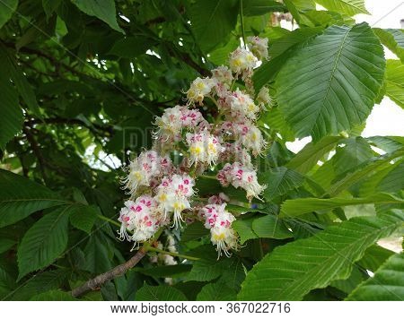 Inflorescence Of Flowering Chestnut In Spring Time