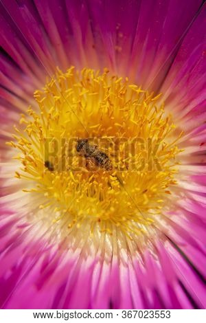 A Worker Honeybee Working In The Pollen Of A Pink Fig Marigold Succulent In South Africa.