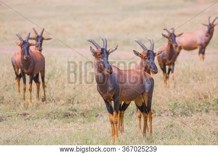 African Safari in Masai Mara National Park. Kenya. Large flock of Tsessebe antelopes graze together. Magnificent trip to the African savannah. Ecological, active and phototourism concept