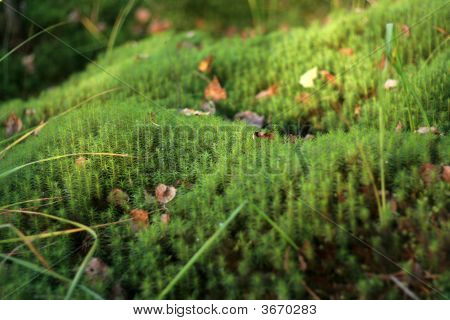Moss