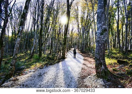 Sataplia Natural Reserve, Georgia. November, 2018. A Tourist Walking Through The Forest Trees Near S