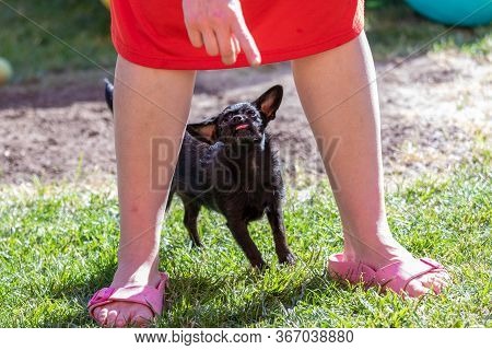 Woman Trains With A Young Poodle Chihuahua Mix (chipoo)