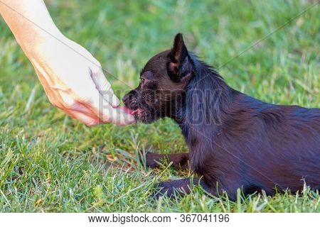 Woman Trains With A Young Poodle Chihuahua Mix (chipoo)