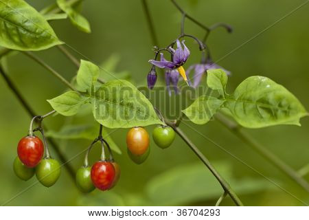 Solanum Dulcamara