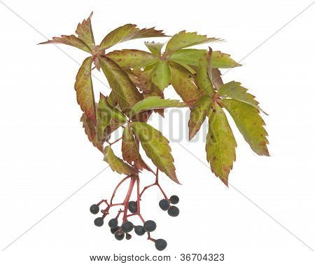 Boston Ivy