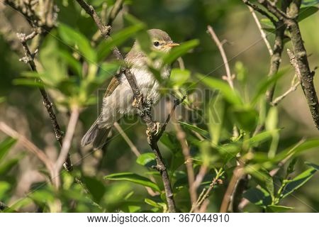 Common Chiffchaff (phylloscopus Collybita)