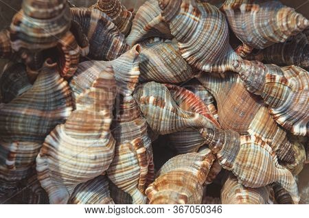 Sea Mollusks Close-up. Background From Exotic Shells. Concept Group Of Sea Shells. Seashells Backgro