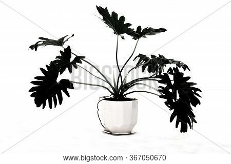 Monstera Pot Plant With Leaves In Casual Fashion In White Pot Isolated On Black On White Background.