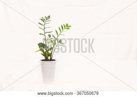 Zamioculcas Pot Plant In White Pot Against White Background.