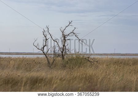 A Lonely Tree In The Southern Steppe, Grassland By Black Sea, Ukraine