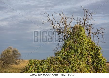 A Lonely Green Tree In The Southern Steppe, Grassland By Black Sea, Kinburn Foreland, Near Ochakiv,
