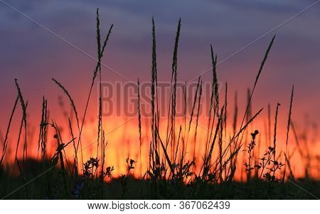 grass on summer meados sunset sky background