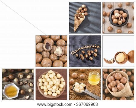 Creative Collage Of Macadamia Nuts Images - Macadamia Integrifolia