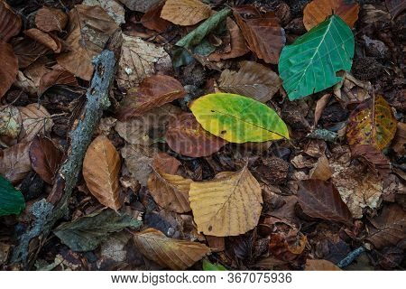 Speulderbos, Gelderland, The Netherlands - October 23, 2019 : Autumn Leaves On The Forest Floor