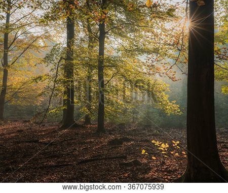 Speulderbos, Gelderland, The Netherlands - October 30, 2019 : Early Morning In The Forest With A Sun
