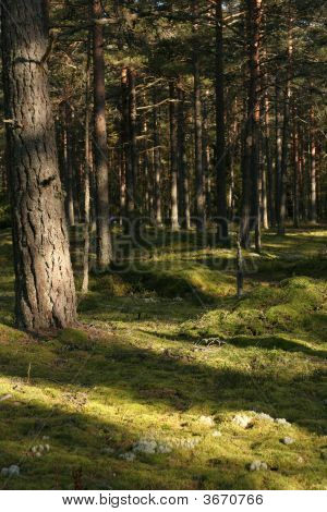 Skov