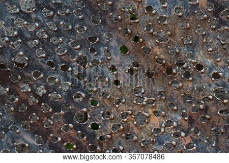 Metal Rusty Texture Background With Holes On The Colorful Surface