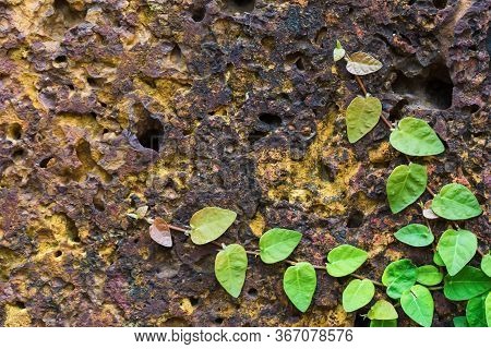 Porous Spongy Background With The Green Leaves On The Wall
