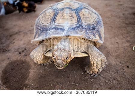 Pataya, Chonburi, Thailand, December 10 2015.one Turtle Is Walking On The Ground.
