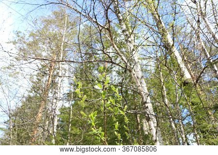 Spring Landscape Of Trees Against The Sky. View From The Bottom.