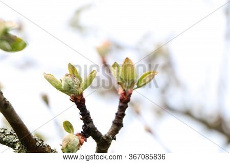 Spring Landscape Of Trees Against The Sky. View From The Bottom.