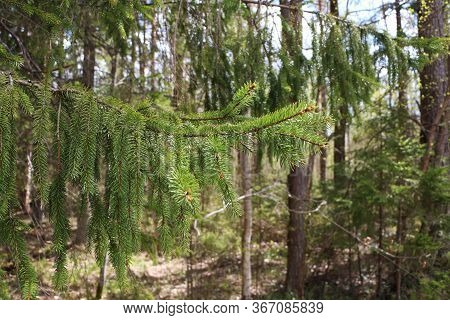 Spring Landscape Of Trees Against The Sky. View From The Bottom.