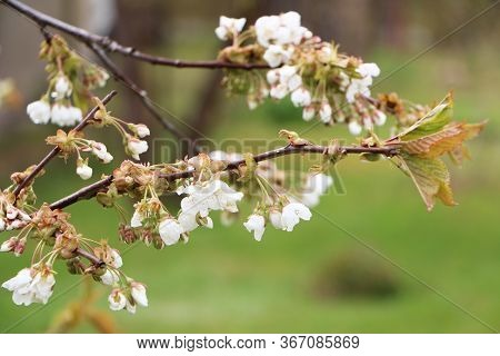 Beautiful Sakura Flower In Bloom After Rain, With A Branch On A Green Background For The Spring Seas
