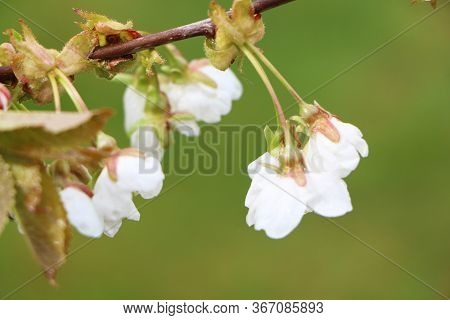 Beautiful Sakura Flower In Bloom After Rain, With A Branch On A Green Background For The Spring Seas