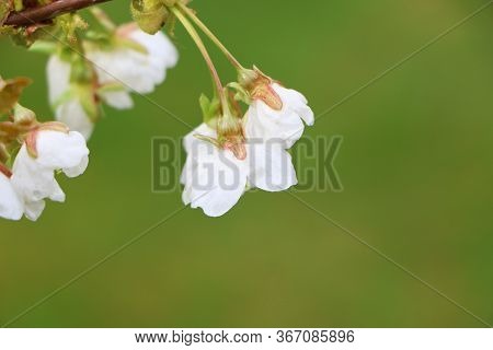Beautiful Sakura Flower In Bloom After Rain, With A Branch On A Green Background For The Spring Seas