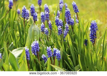 Close-up Of Beautiful Flowers With Green Leaves In The Garden. Beautiful Blossom In Spring Under The