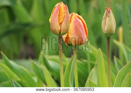 Closeup Of Pink Tulips With Green Leaves In The Garden. Beautiful Blossom In Spring Under The Sunlig