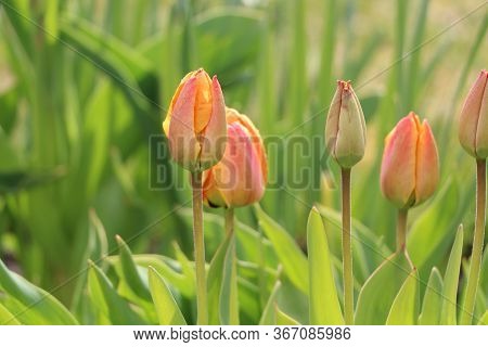 Closeup Of Pink Tulips With Green Leaves In The Garden. Beautiful Blossom In Spring Under The Sunlig
