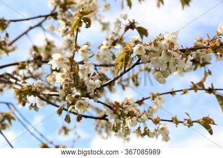 Close-up - Beautiful Sakura Flower In Bloom After Rain, With A Branch On A Blue Background For The S