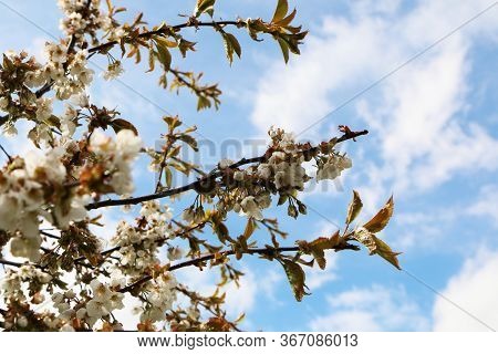 Close-up - Beautiful Sakura Flower In Bloom After Rain, With A Branch On A Blue Background For The S