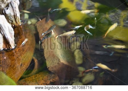 Guppy Fishes Or Millionfish And Rainbow Fish Swimming In Water And Eating Food And Lotus Plant In Fi