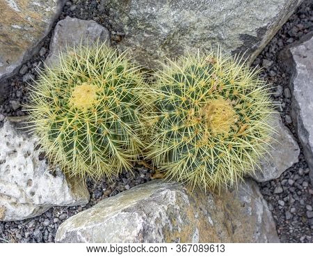 High Angle Closeup Shot Showing Two Cactuses In Stony Ambiance