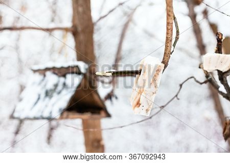 Pieces Of Lard For Tits Near Wooden Bird Feeder On Tree In Snowy Forest In Timiryazevsky Park In Mos
