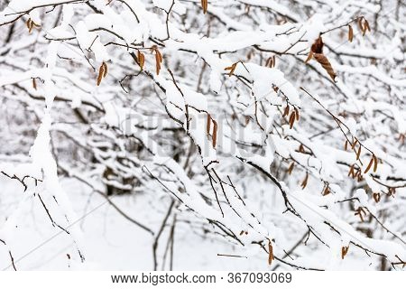 Alder Tree Branches With Catkins In Snowy Forest Of Timiryazevsky Park In Moscow City On Winter Day