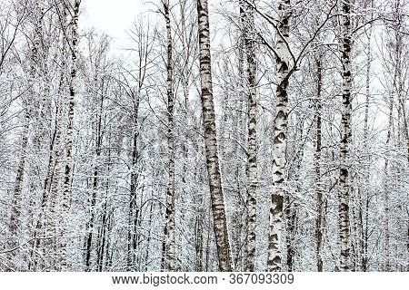 Bare Birch Trees In Snowy Forest Of Timiryazevsky Park In Moscow City On Winter Day