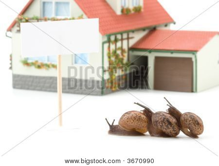 Escargot de jardin et maison Miniature