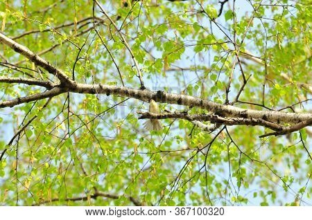 Spring Crown Of A Birch Tree With A Small Bird On A Branch.the Greenish Warbler Bird (phylloscopus T