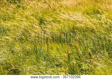 Swamp Bog Scenic Spot