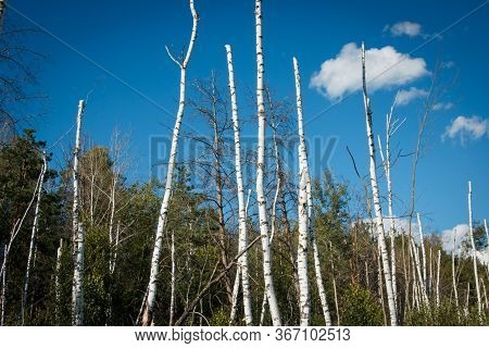 Mystical Dead Forest