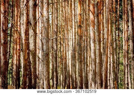 Magical Green Forest