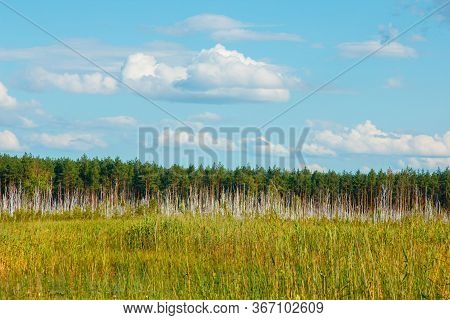Swamp Bog Scenic Spot