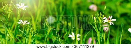 Dreamy White Spring Stellaria Holostea Flower Bloom, Grass, Ladybug Close-up Against Sunlight Panora