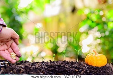Home Gardening When Lock Down And Self-quarantine. Planting Seeds In Soil At Botanic Garden During T