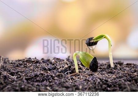 Home Gardening When Lock Down And Self-quarantine. Planting Seeds In Soil At Botanic Garden During T