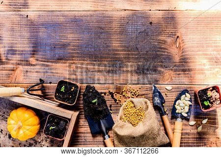 Home Gardening When Lock Down And Self-quarantine. Planting Seeds In Soil At Botanic Garden During T
