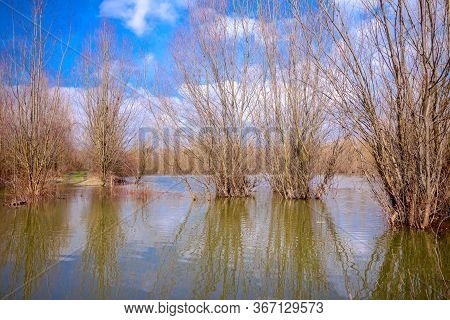 Flooded Trees In Bright Sunny Spring Day After Rain Flood, High Water In Forest.